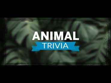 Animal Trivia Animal Trivia