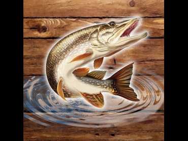 Fish rain Fish rain